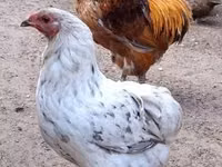 Chickens — الصورة 3