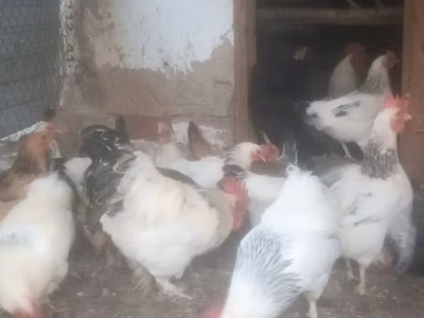 Chickens — Kirgisistan