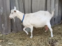 تيس, Saanen goat — الصورة 8