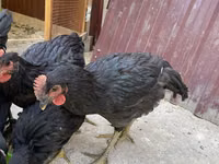 Chickens — 5-rasm