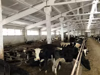 Kuh, Yaroslavl cattle — Foto 6