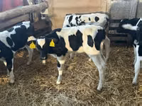 Bulle, Russian Black pied cattle — Foto 4