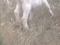 Ziege, Ziegen — Foto 4