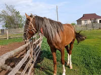 Hengst, Kazakh horse — Foto 3