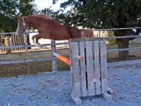 Hengst, Welsh Cob — Foto 5