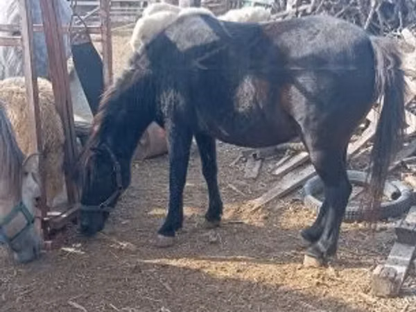 فرس, الخيول