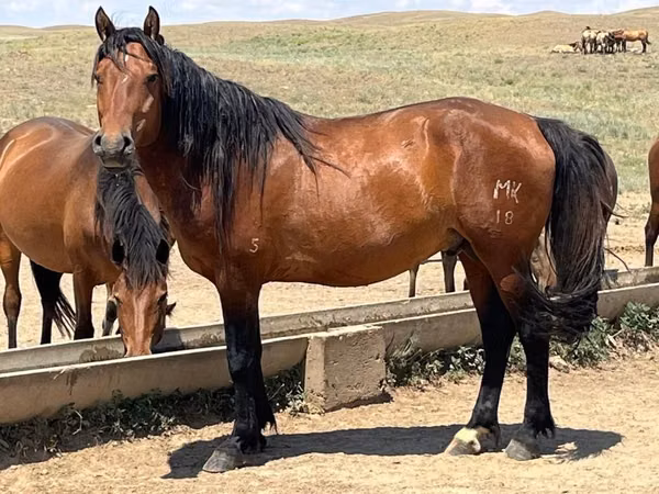 Toychoq, Horse breed — Qozogʻiston