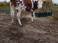 بقرة, Simmental cattle — الصورة 5