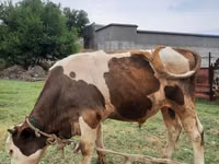 Bulle, Simmental cattle — Foto 1