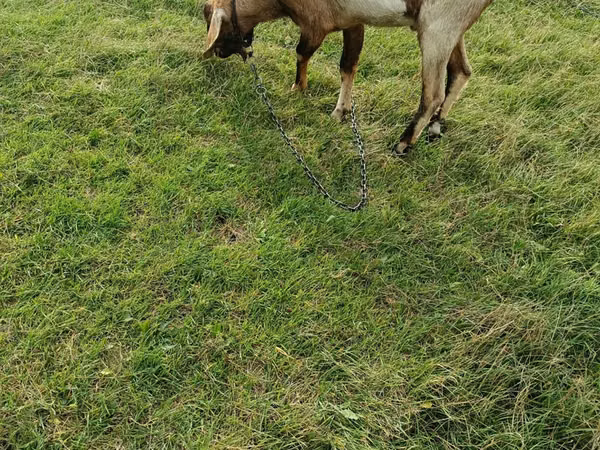 Ziegenbock, Ziegen
