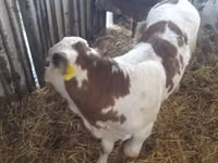 मवेशी (लॉट, लिंग निर्दिष्ट नहीं), Simmental cattle — फ़ोटो 3