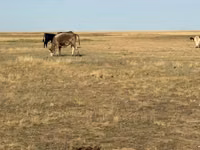 Kuh, Simmental cattle — Foto 3
