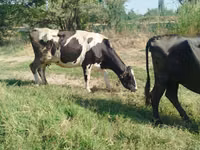 Vaca, Raza Holstein — foto 2