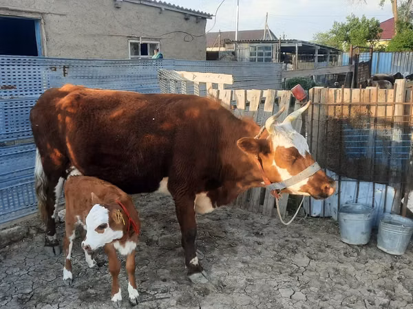 गाय, Latvian Blue cattle — कज़ाखस्तान