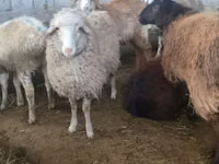 Қой, Tian-Shan semifinewool sheep — 5-сурет
