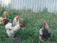 Brahma — Foto 4
