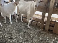 Ziegenbock, Ziegen — Foto 2