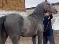 حصان, Orlov Trotter — الصورة 2