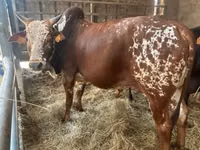 Bulle, Zebu — Foto 4