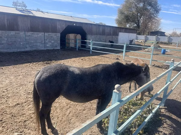 Stute, Horse breed