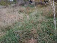 Kuh, Simmental cattle — Foto 2