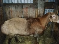Қошқар, Hissar sheep — 1-сурет