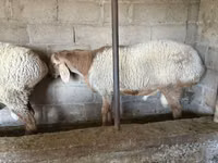 Қошқар, Arashan sheep — 5-сурет
