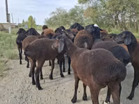 Widder, Hissar sheep — Foto 5