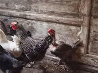 Chickens — الصورة 3