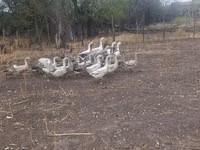 Geese — الصورة 5