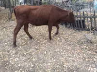 Cow, Cattle — photo 1