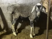 Қошқар, Rhon sheep — 5-сурет