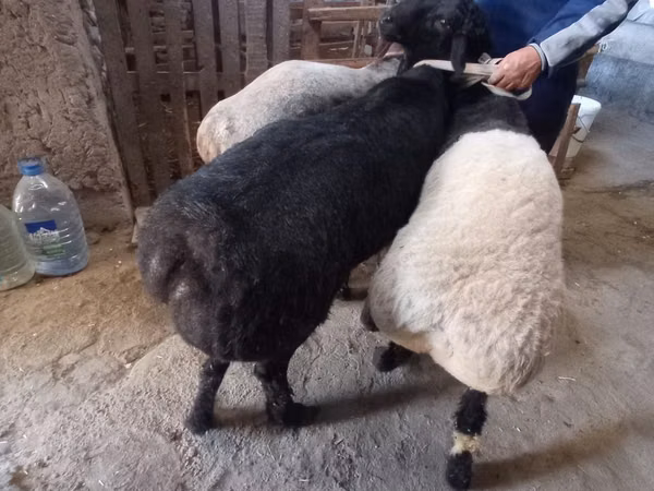 كبش, Rhon sheep — أوزبكستان
