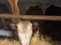 بقرة, Russian Black pied cattle — الصورة 7