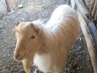 母山羊, Goats — 照片 2