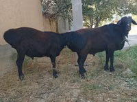 Carnero, Ovejas — foto 6