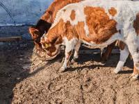 Bulle, Simmental cattle — Foto 2