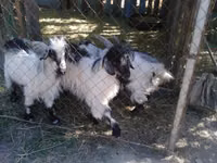 Ziege, Alpine goat — Foto 3