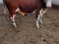 公牛, Cattle — 照片 1
