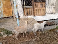 Ziege, Saanen goat — Foto 2