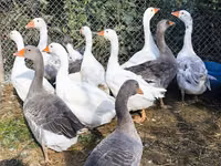 Geese — الصورة 4