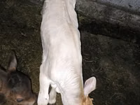 Bulle, Limousin-Kuh — Foto 2