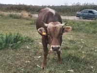 Toro, Raza Alatau — foto 5