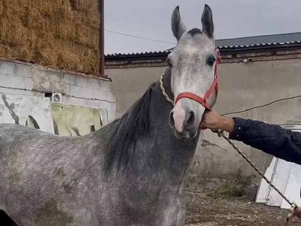 Ат, Англиянын таза кандуу аттары