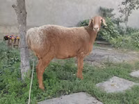 Кой, Койлор — сүрөт 6