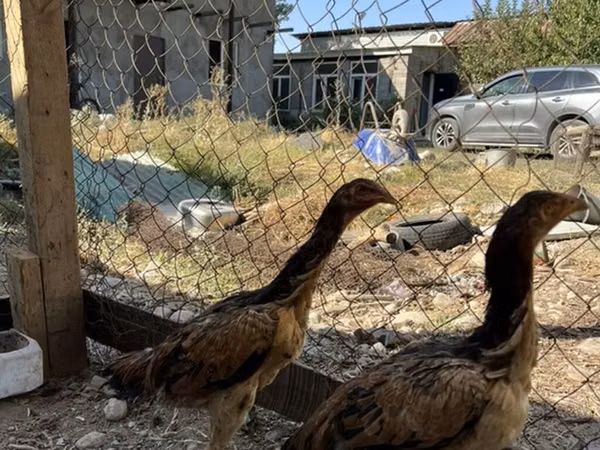 Chickens