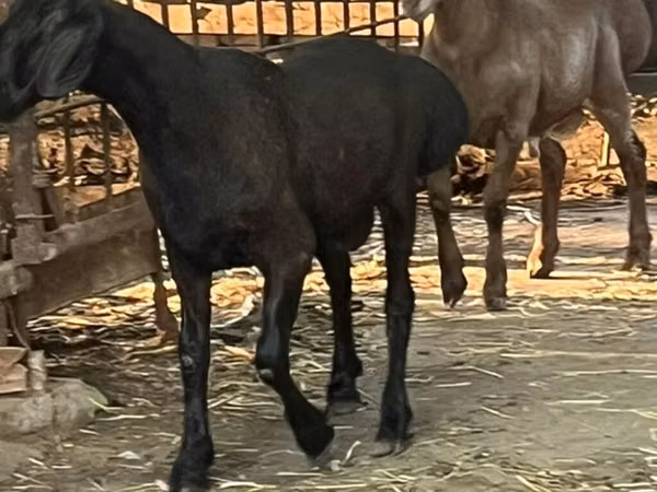 كبش, Rhon sheep