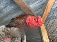 长门鸡 — 照片 3
