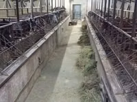 Аттар (партия, жынысы көрсөтүлгөн эмес), Аттар — сүрөт 6