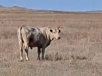 Bulle, Swiss cattle — Foto 2